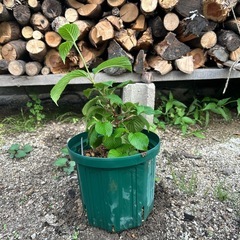 オオデマリ⑤の画像