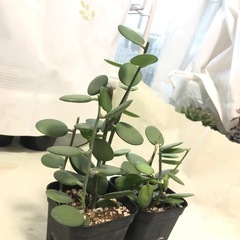 多肉植物　グリーンドラム　A
