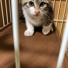 白キジの兄弟、里親さん募集しております。