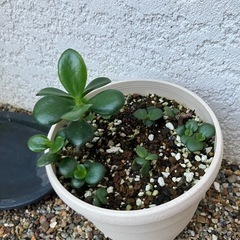 金のなる木　多肉植物　フラワー　ガーデニング　