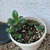 ランキングキーワードに紐づく投稿画像-多肉植物
