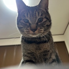 めちゃくちゃ人懐っこいキジトラのオスです！