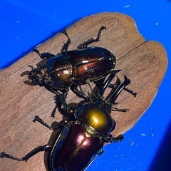 ニジイロクワガタピカール幼虫
の画像