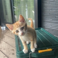 子猫　茶トラ　2ヶ月