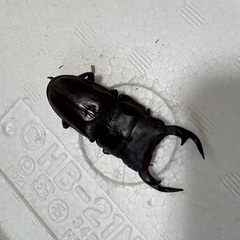 70.5 64×46.5 45 国産オオクワガタ　２ペアの画像