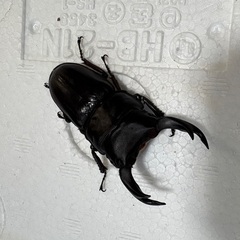70.5 64×46.5 45 国産オオクワガタ　２ペアの画像