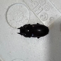 70.5 64×46.5 45 国産オオクワガタ　２ペアの画像