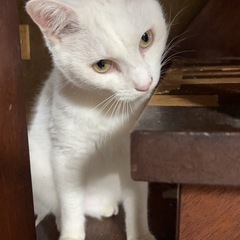 白猫君 3歳から4歳 