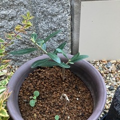 オリーブ　抜き苗　観葉植物