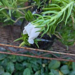 値下げしました　松葉ボタン　花大きいの画像
