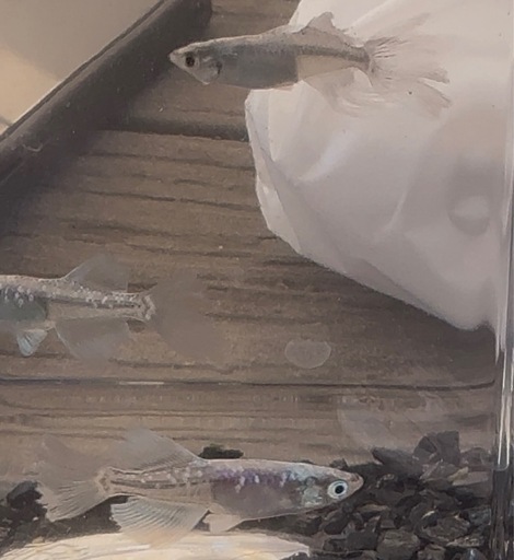 うなとろふぁ〜む様の水色桔梗 定価でのお譲り