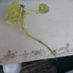 水草 ヒメガガブタ 3株の画像