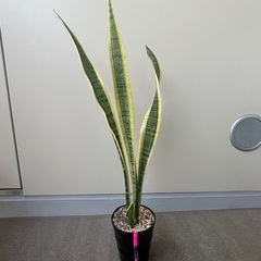 観葉植物 (受け渡し者決定した)