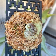 ビカクシダ フーンシキ⭐︎ 観葉植物　コウモリラン　板付の画像