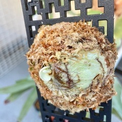 ビカクシダ フーンシキ⭐︎ 観葉植物　コウモリラン　板付の画像