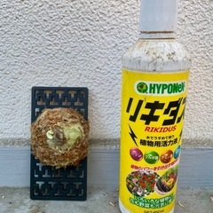 ビカクシダ フーンシキ⭐︎ 観葉植物　コウモリラン　板付の画像