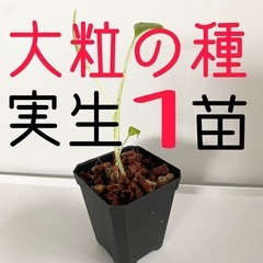 大粒のモンステラデリシオーサの種から生育した実生です！1苗（株）Ｂ④
