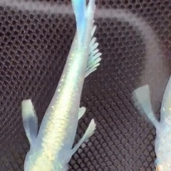 幹之シャイナー メダカ若魚10匹の画像