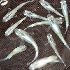 幹之シャイナー メダカ若魚10匹の画像