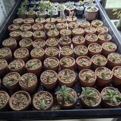 多肉植物　ミニミニ　植木鉢つき