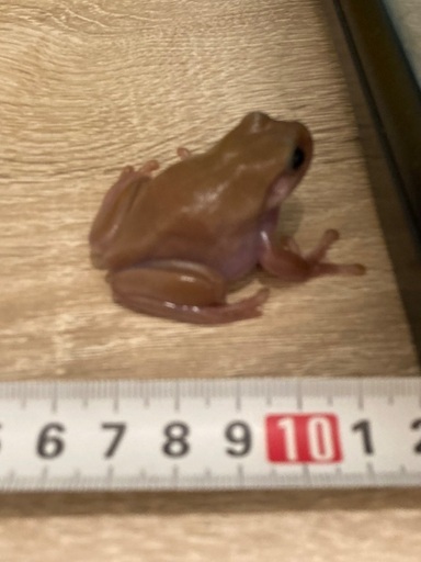 イエアメガエル エクリプスアイ オス？