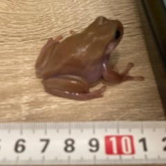 イエアメガエル　エクリプスアイ　オス？の画像