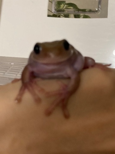 イエアメガエル エクリプスアイ オス？