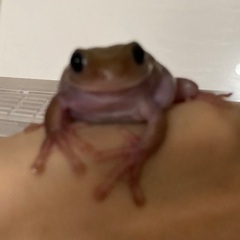 イエアメガエル　エクリプスアイ　オス？の画像