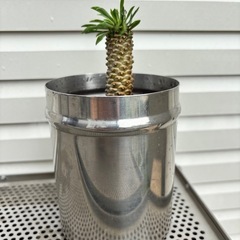 ユーフォルビア　ソテツキリン　蘇鉄麒麟　多肉植物　観葉植物の画像