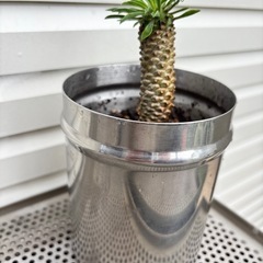ユーフォルビア　ソテツキリン　蘇鉄麒麟　多肉植物　観葉植物の画像