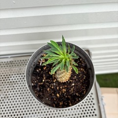 ユーフォルビア　ソテツキリン　蘇鉄麒麟　多肉植物　観葉植物の画像