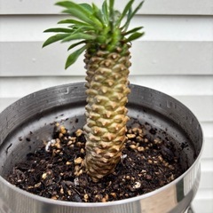 ユーフォルビア　ソテツキリン　蘇鉄麒麟　多肉植物　観葉植物の画像