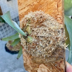 ビカクシダ　SS Foong エスエスフーン⭐︎ 観葉植物　板付の画像