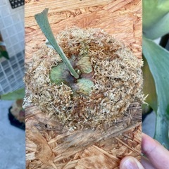 ビカクシダ　SS Foong エスエスフーン⭐︎ 観葉植物　板付