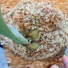 ビカクシダ　SS Foong エスエスフーン⭐︎ 観葉植物　板付の画像