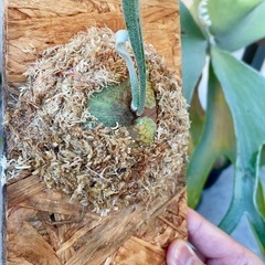 ビカクシダ　SS Foong エスエスフーン⭐︎ 観葉植物　板付の画像