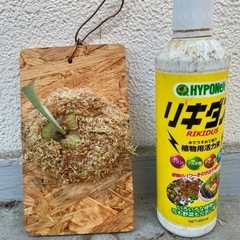 ビカクシダ　SS Foong エスエスフーン⭐︎ 観葉植物　板付の画像