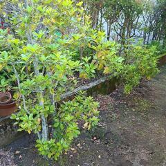 シキミ 樒の木差し上げますの画像