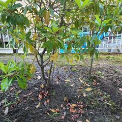 シキミ 樒の木差し上げますの画像