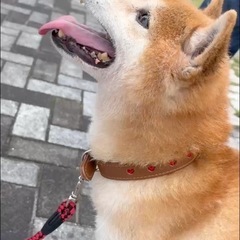 飼い主死亡で里親募集
