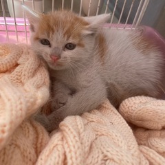 保護猫さん　