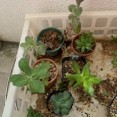 多肉植物