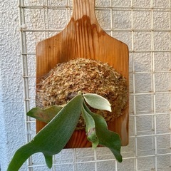ビカクシダ　e-1 白ビフ　観葉植物　板付