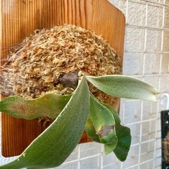 ビカクシダ　e-1 白ビフ　観葉植物　板付の画像