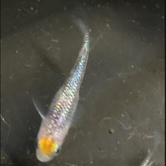 白斑サファイアメダカの卵３０個