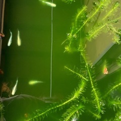 産卵中‼️🐟ドラゴンブルー針子　
30匹 ➕α 🐟の画像