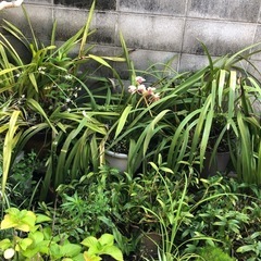 花鉢