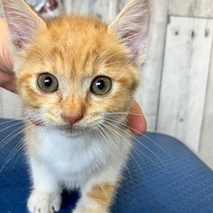 可愛い子猫