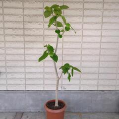 ウンベラータ　ハートリーフ　大型観葉植物　160センチ