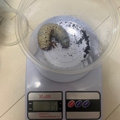【残り10頭】ヘラクレスオオカブト　3令幼虫　の画像